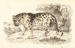 Giaguaro, Panthera onca (incisione)