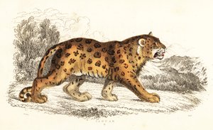 Giaguaro, Panthera onca, 1834 da William Alexander Forbes