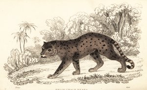 Jaguarundi, Puma yagouaroundi (incisione) da William Alexander Forbes