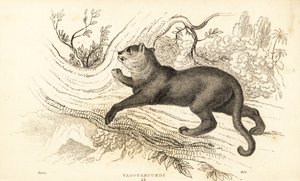 Jaguarundi, Puma yagouaroundi (incisione) da William Alexander Forbes