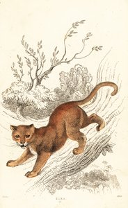 Jaguarundi, Puma yagouaroundi, 1834 (incisione) da William Alexander Forbes