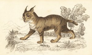 Gatto della giungla, Felis chaus, 1834 da William Alexander Forbes