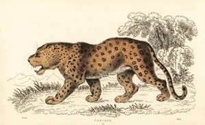 Leopardo, Panthera pardus, vulnerabile, 1834 (incisione) da William Alexander Forbes