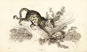 Margay, Leopardus wiedii, 1834 da William Alexander Forbes