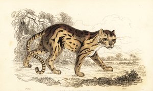 Margay, Leopardus wiedii (incisione)