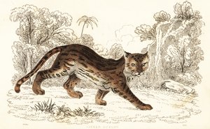 Margay, Leopardus wiedii catenata, 1834 da William Alexander Forbes