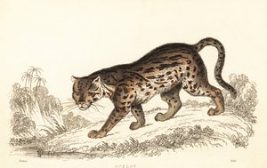 Ocelot, Leopardus pardalis (incisione)