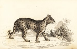 Ocelot, Leopardus pardalis mitis (incisione)