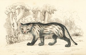 Gatto delle Pampas o Pantanal, Leopardus colocola, 1834 da William Alexander Forbes