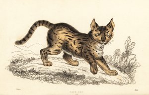 Serval, Leptailurus serval (incisione) da William Alexander Forbes