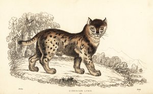 Lince siberiana, Lynx lynx wrangeli (Felis lynx), 1834 (incisione)