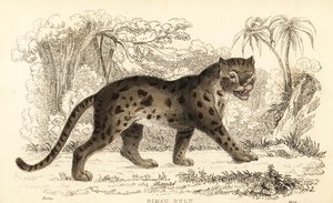 Gatto leopardo di Sunda, Prionailurus bengalensis subsp. sumatranus (incisione)