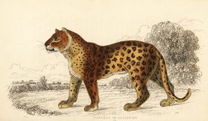 La pantera dell