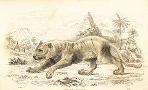 Tigre bianca, Panthera tigris tigris, in pericolo, 1834 (incisione) da William Alexander Forbes