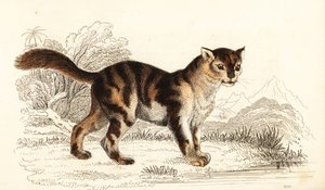 Gatto selvatico tartarugato del Sud America, Felis catus, 1834 (incisione)