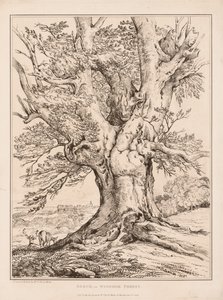 Faggio nella foresta di Windsor da William Alfred Delamotte