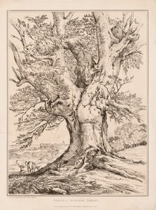 Faggio nella Foresta di Windsor da William Alfred Delamotte