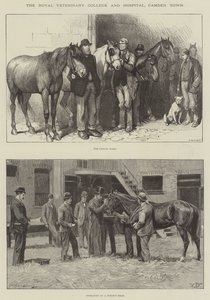 Il Royal Veterinary College and Hospital, Camden Town