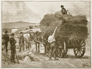 Il salvataggio dei raccolti del Capitano Boycott, illustrazione da 