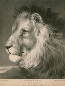 Nero il leone, Surrey Zoological Gardens, Londra da William Barraud