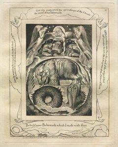 Il Libro di Giobbe: Pl. 15, Ecco ora Behemoth che ho fatto con te