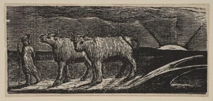 Giovenche Non Addomesticate, Tornando a Casa (da Pastorali di Virgilio di Thornton)