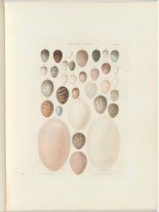 Uova di uccelli di Victoria. Il folio inedito Australia Terra Cognita di William Blandowski. 1855-56