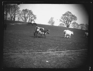 Campo di cava, Rumney, Cardiff, 1892