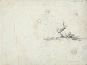 copertina interna anteriore: Schizzo di un albero (invertito) da William Brockedon