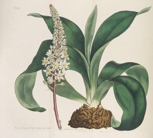 Rivista Botanica, 1787-1833