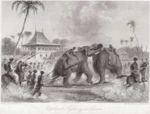 Elefanti che combattono a Lucknow da William Daniell