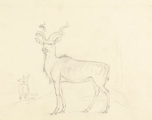 Il Koodoo da William Daniell