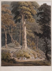Vista del Grande Albero, Isola del Principe di Galles da William Daniell