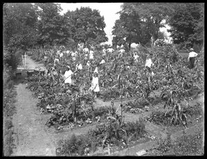 Bambini che lavorano nel giardino della scuola di Isham Park, New York City, 16 agosto 1915 da William Davis Hassler