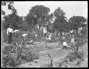Bambini che lavorano nel giardino della scuola di Isham Park, New York City, 16 agosto 1915 da William Davis Hassler