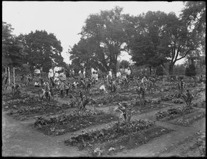 Bambini che lavorano nel giardino della scuola a Isham Park, New York City, 5 agosto 1914 da William Davis Hassler