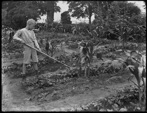William Gray Hassler che lavora nel giardino della scuola a Isham Park, New York City, 5 agosto 1914