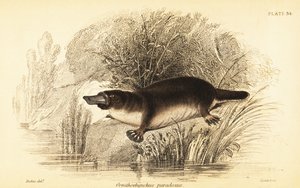 Ornitorinco, Ornithorhynchus anatinus da William Dickes