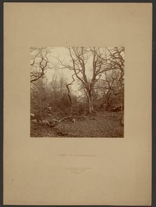 Foresta di Fontainebleau da William Drooke Harrison