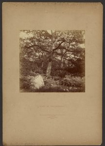 Foresta di Fontainebleau