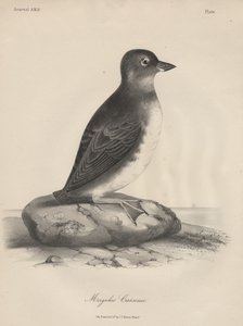 Megalus Cassinii, litografia di J.T. Bowen, 1850