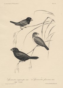 Spermestes Nigriceps (maschio e femmina) e Spermestes Fuscans, litografia di J.T. Bowen, 1850 da William E. Hitchcock