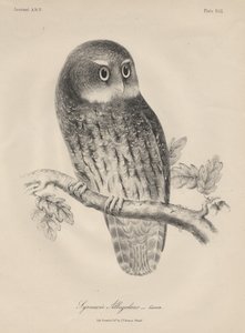 Syrnium Albogularis, litografia di J.T. Bowen, 1850 da William E. Hitchcock