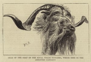 Testa della capra dei Royal Welsh Fusiliers, morta nella campagna di Ashantee