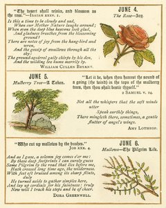 Pagina dal Libro Emblema della Bibbia Anniversario da William Foster