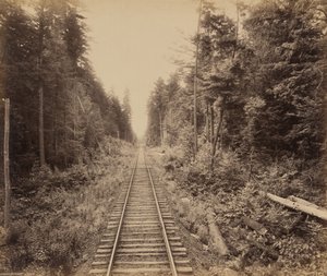 Foresta di cicuta da William H. Rau
