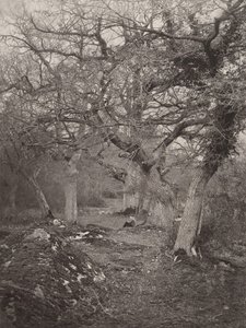 Foresta di Fontainebleau da William Harrison