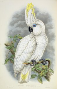 Cacatua dagli occhi blu