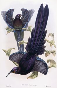 Epimachus Ellioti, Ward, c.1891-1898 da William Hart
