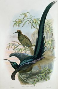 Epimachus Meyeri da William Hart